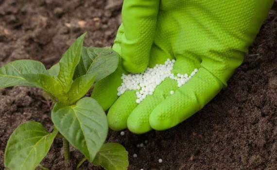 se scumpesc îngrășămintele - agroexpert.md