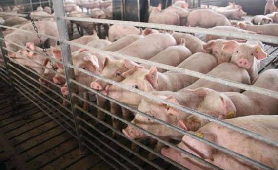 Două focare de pestă porcină africană au fost depistate la Cahul - agroexpert.md