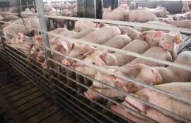 Două focare de pestă porcină africană au fost depistate la Cahul - agroexpert.md
