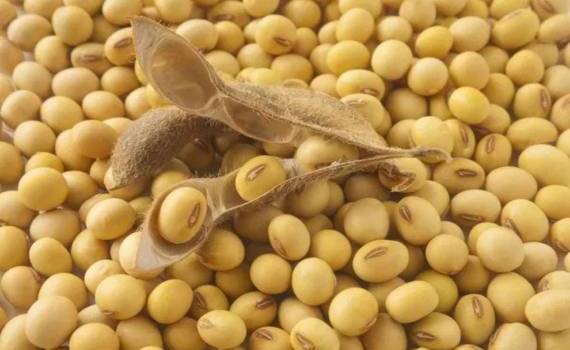 Импорт сои в ЕС достиг самого низкого уровня за последние три года - agroexpert.md