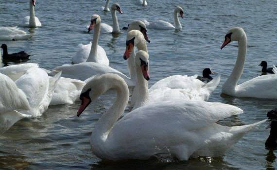 lebede moarte găsite la Naslavcea - agroexpert.md