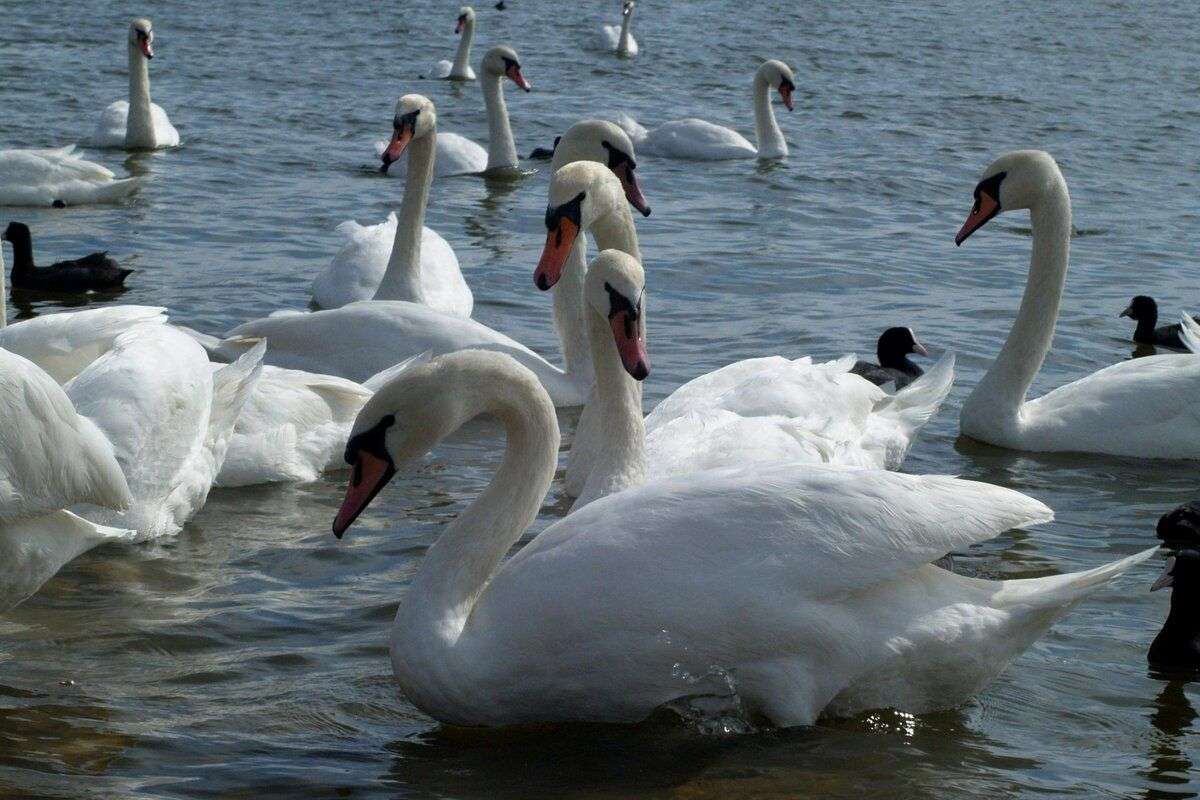 lebede moarte găsite la Naslavcea - agroexpert.md