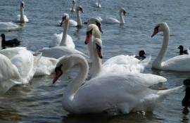 lebede moarte găsite la Naslavcea - agroexpert.md