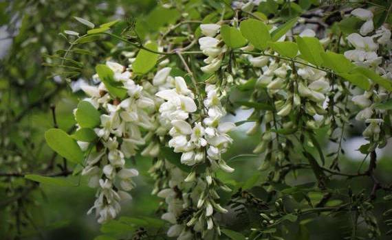 Reguli noi pentru Programul de Împădurire - agroexpert.md