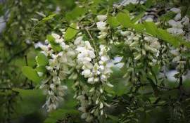 Reguli noi pentru Programul de Împădurire - agroexpert.md