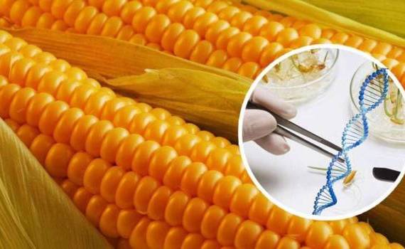 Китайская кукуруза обретает белок: открытие, меняющее кормовую отрасль - agroexpert.md