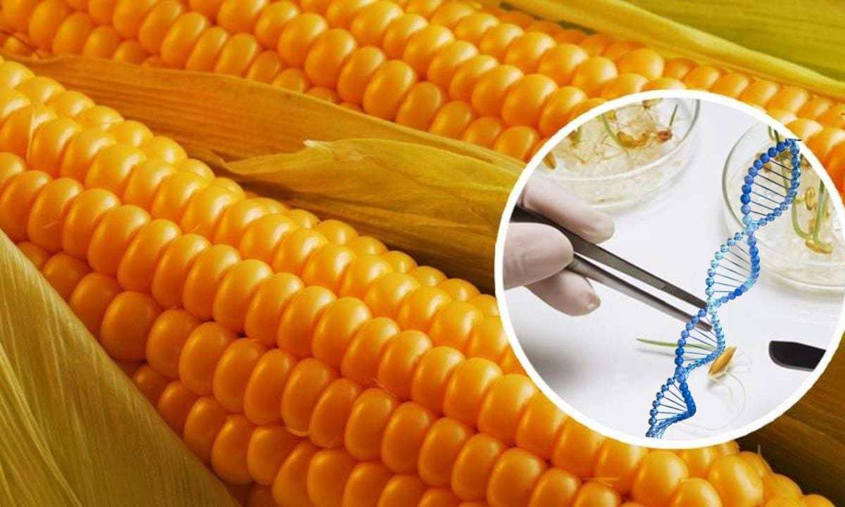 Китайская кукуруза обретает белок: открытие, меняющее кормовую отрасль - agroexpert.md