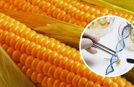 Китайская кукуруза обретает белок: открытие, меняющее кормовую отрасль - agroexpert.md