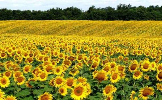 Мировое производство подсолнечника в 2026/27 МГ может стать рекордным - agroexpert.md