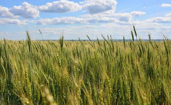 Румыния в 2026 году рассчитывает на рекордный урожай пшеницы - agroexpert.md