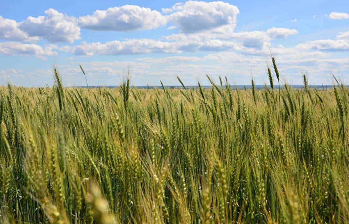 Румыния в 2026 году рассчитывает на рекордный урожай пшеницы - agroexpert.md