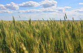 Румыния в 2026 году рассчитывает на рекордный урожай пшеницы - agroexpert.md