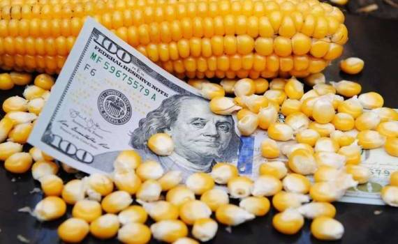 Факторы повлекшие существенное снижение цен на кукурузу в Украине - agroexpert.md