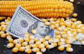 Факторы повлекшие существенное снижение цен на кукурузу в Украине - agroexpert.md