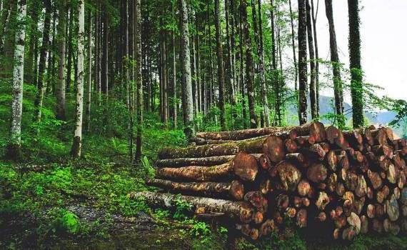 defrișare ilegală Drochia - agroexpert.md