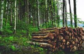 defrișare ilegală Drochia - agroexpert.md