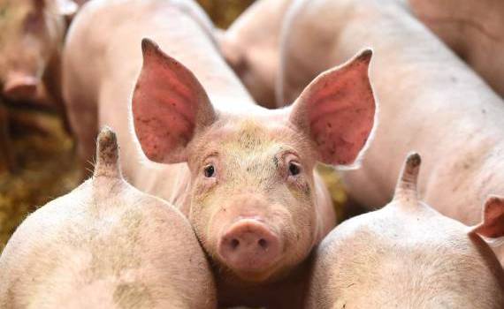 Au mai fost achitate despăgubirile din sectorul porcinelor? Ce zice ANSA - agroexpert.md