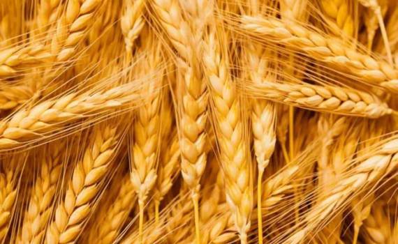 Египет и Индонезия борются за звание крупнейшего импортёра пшеницы - agroexpert.md
