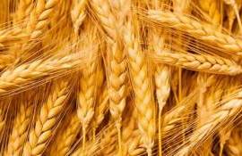 Египет и Индонезия борются за звание крупнейшего импортёра пшеницы - agroexpert.md
