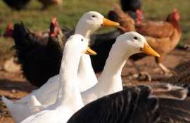 sectorul avicol - agroexpert.md