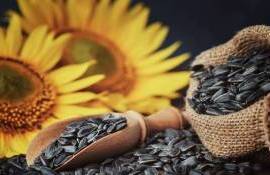 Украина может начать импорт подсолнечника из Аргентины — мнение эксперта - agroexpert.md