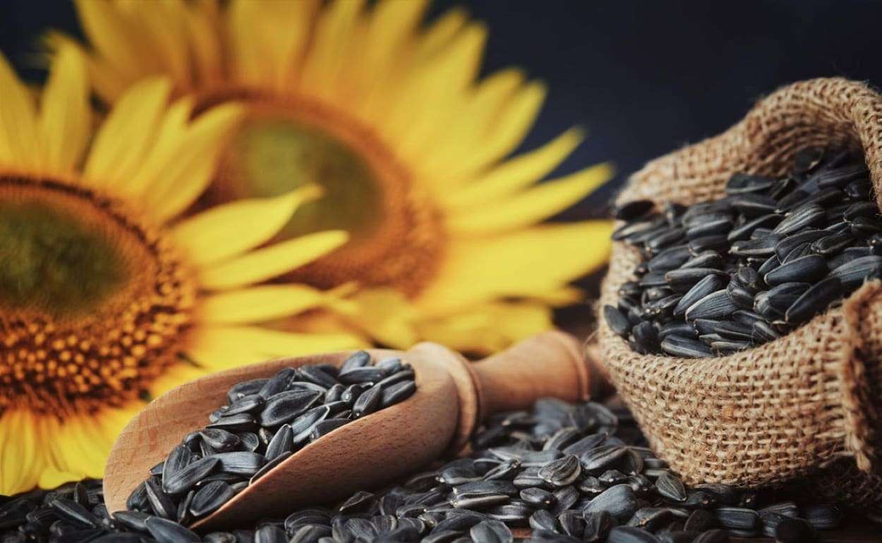 Украина может начать импорт подсолнечника из Аргентины — мнение эксперта - agroexpert.md