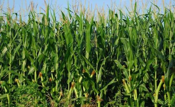 Последствия мировых кризисов: Молдова рискует уменьшить посевы кукурузы - agroexpert.md