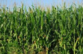 Последствия мировых кризисов: Молдова рискует уменьшить посевы кукурузы - agroexpert.md