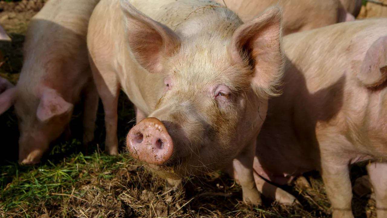Pesta porcină ține blocate despăgubirile și noile investiții - agroexpert.md
