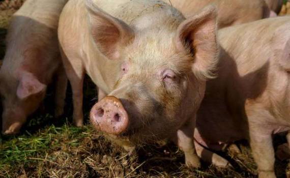 Pesta porcină ține blocate despăgubirile și noile investiții - agroexpert.md