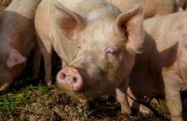 Pesta porcină ține blocate despăgubirile și noile investiții - agroexpert.md