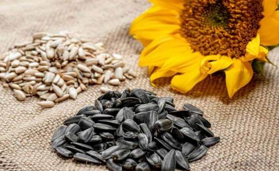 ЕС с начала сезона снижает импорт всех масличных, кроме подсолнечника - agroexpert.md