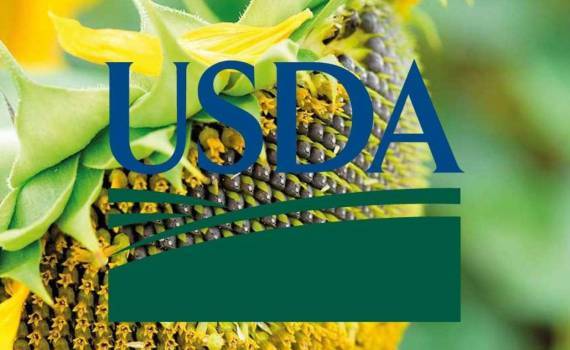 Отчёт WASDE предполагает рост мирового производства подсолнечника на 12% - agroexpert.md