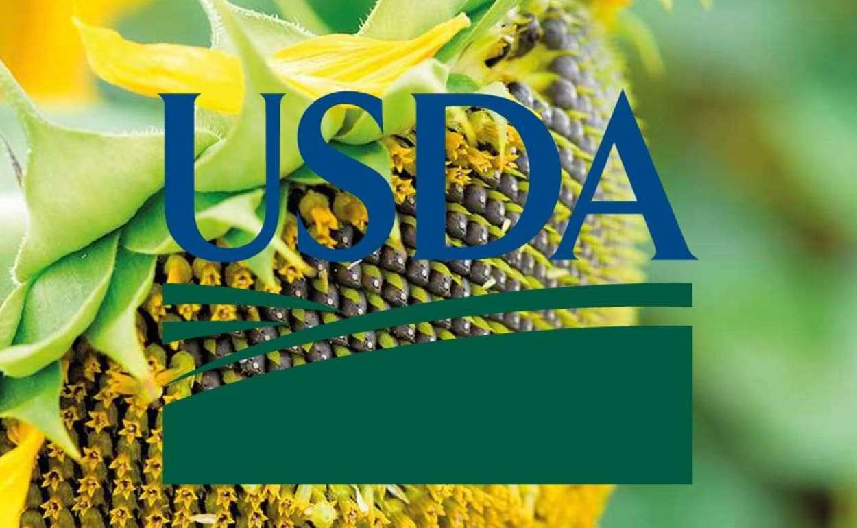 Отчёт WASDE предполагает рост мирового производства подсолнечника на 12% - agroexpert.md