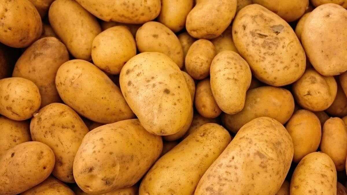 45 de tone de cartofi timpurii, returnate la frontieră - agroexpert.md