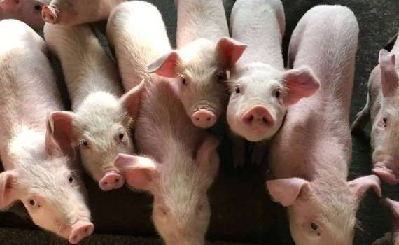 Crescătorii de porci acuză ANSA că a blocat nejustificat despăgubirile - agroexpert.md