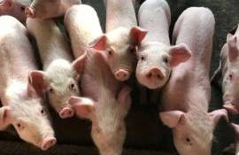 Crescătorii de porci acuză ANSA că a blocat nejustificat despăgubirile - agroexpert.md