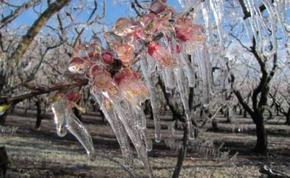 Заморозки ударили по фруктовым садам Европы: фермеры спасают урожай - agroexpert.md