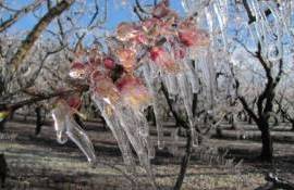 Заморозки ударили по фруктовым садам Европы: фермеры спасают урожай - agroexpert.md