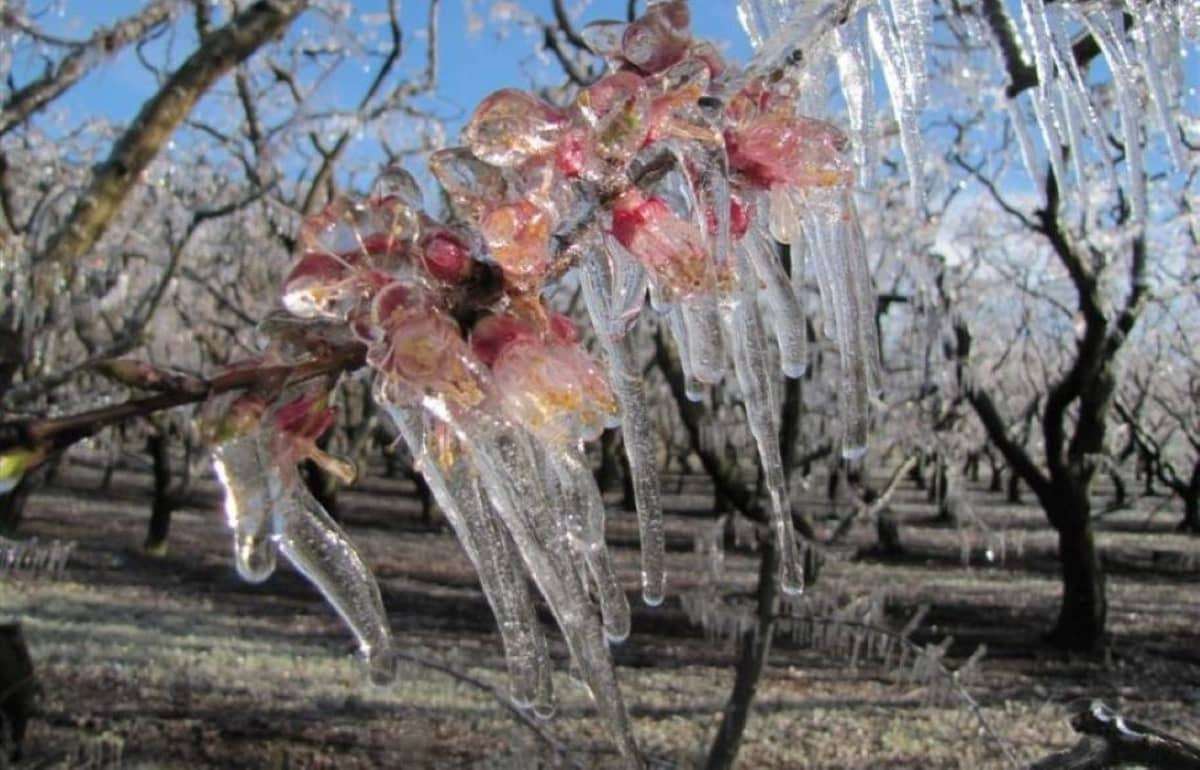Заморозки ударили по фруктовым садам Европы: фермеры спасают урожай - agroexpert.md