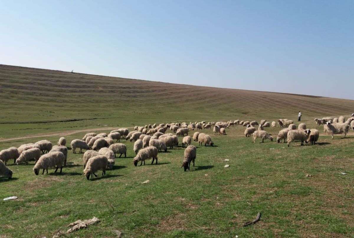 Cum se calculează necesarul anual de furaje pentru o turmă de 100 de ovine - agroexpert.md