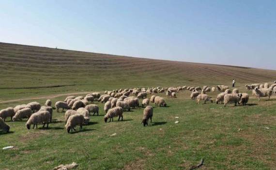 Cum se calculează necesarul anual de furaje pentru o turmă de 100 de ovine - agroexpert.md