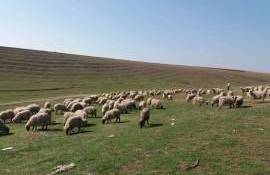 Cum se calculează necesarul anual de furaje pentru o turmă de 100 de ovine - agroexpert.md