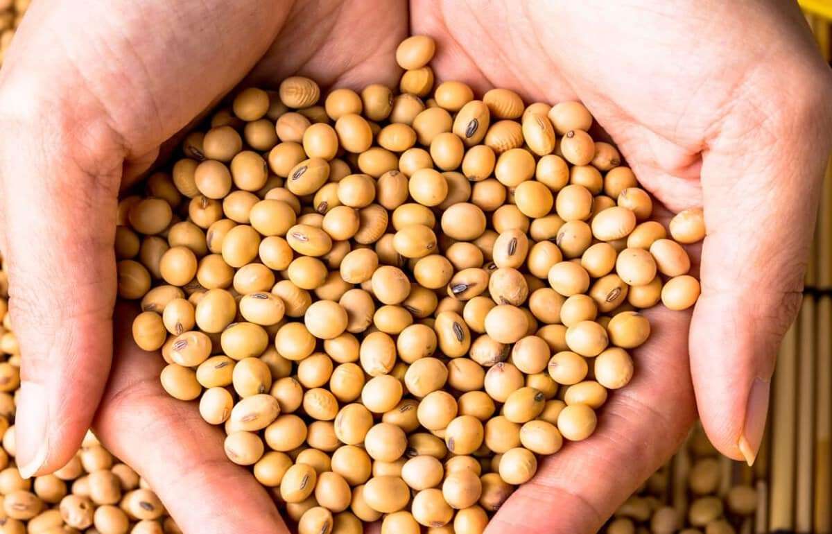 Анализ рынка сои: Украинские реалии на фоне глобальных трендов - agroexpert.md