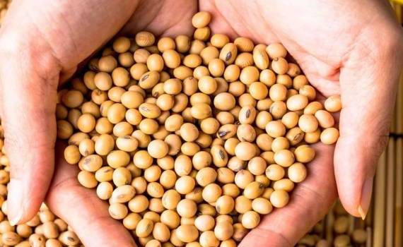 Анализ рынка сои: Украинские реалии на фоне глобальных трендов - agroexpert.md