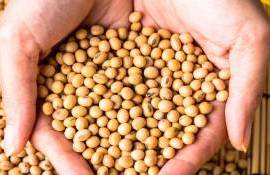 Анализ рынка сои: Украинские реалии на фоне глобальных трендов - agroexpert.md