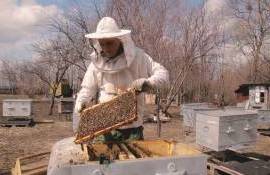 Медовый сезон 2026 года обещает быть сложным для пчеловодов Украины - agroexpert.md
