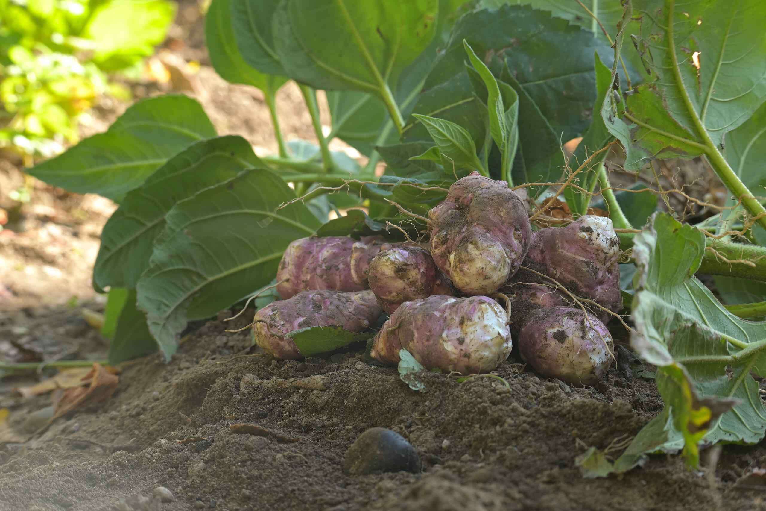 lista utilizărilor minore produse fitosanitare - agroexpert.md