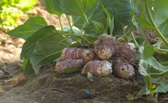 lista utilizărilor minore produse fitosanitare - agroexpert.md