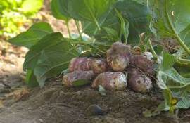 lista utilizărilor minore produse fitosanitare - agroexpert.md